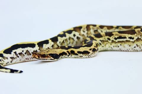 Baby Borneo Short Tailed Pythons